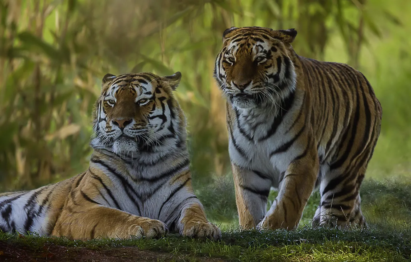 Photo wallpaper a couple, tigers, wild cat