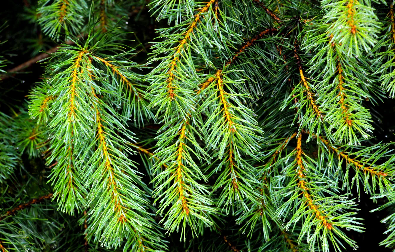 Photo wallpaper plant, pine, twig