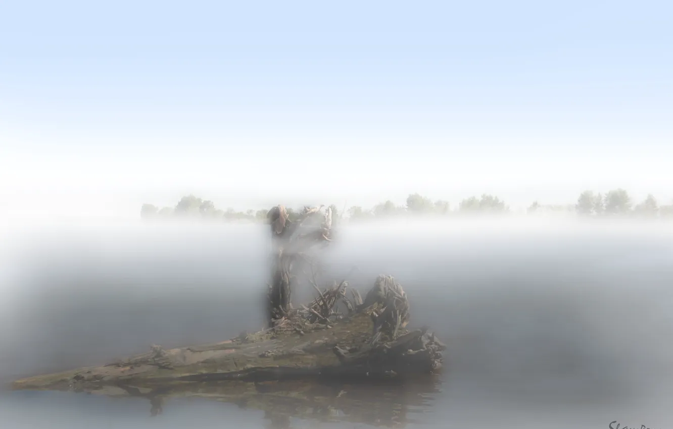Photo wallpaper fog, lake, morning, snag