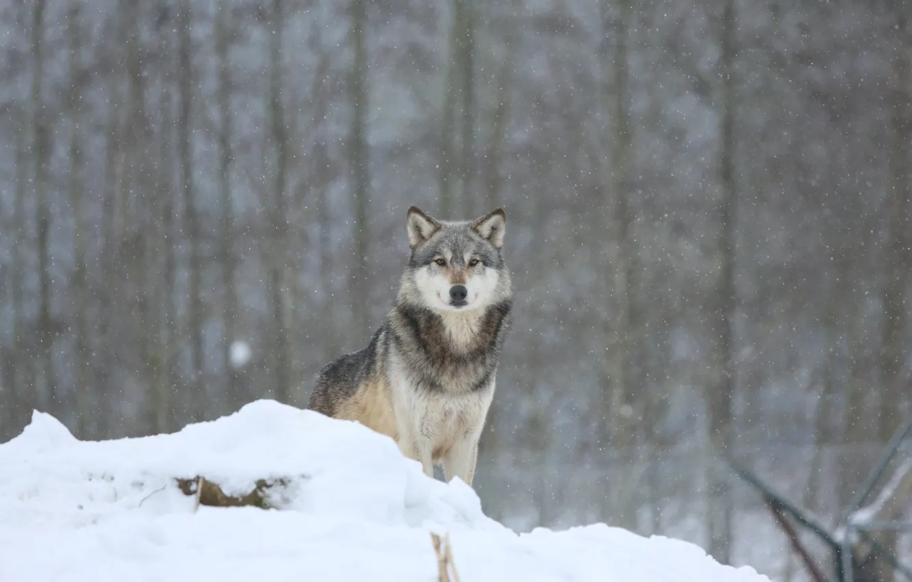 Photo wallpaper winter, forest, snow, wolf, predator