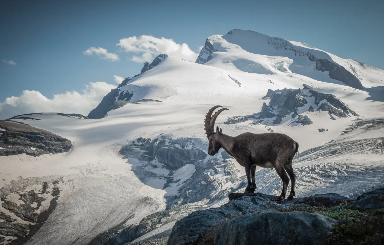 Photo wallpaper Mountains, Snow, Switzerland, Switzerland, The Pennine Alps, Pennine Alps, Goat, A Kingdom of Ice