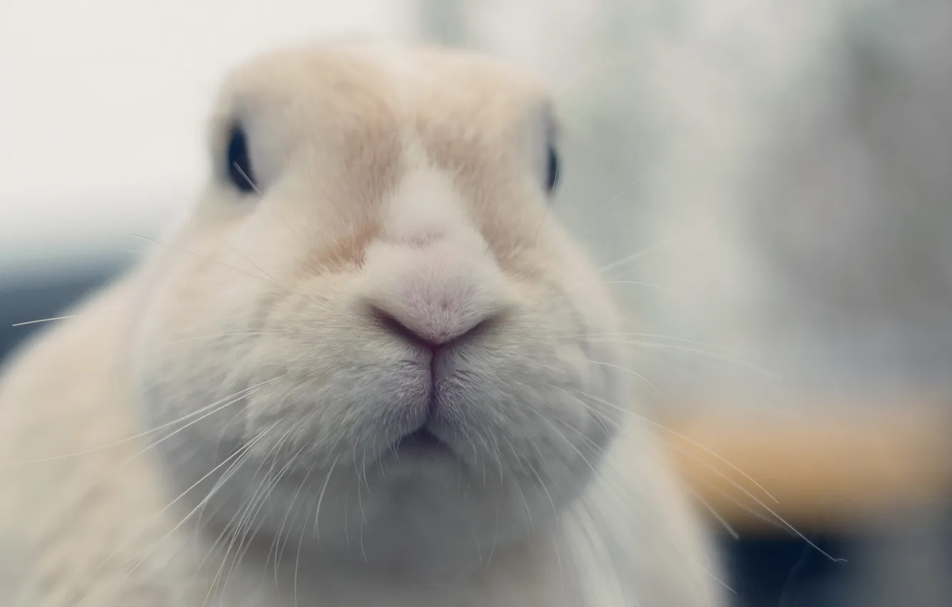 Photo wallpaper face, macro, rabbit