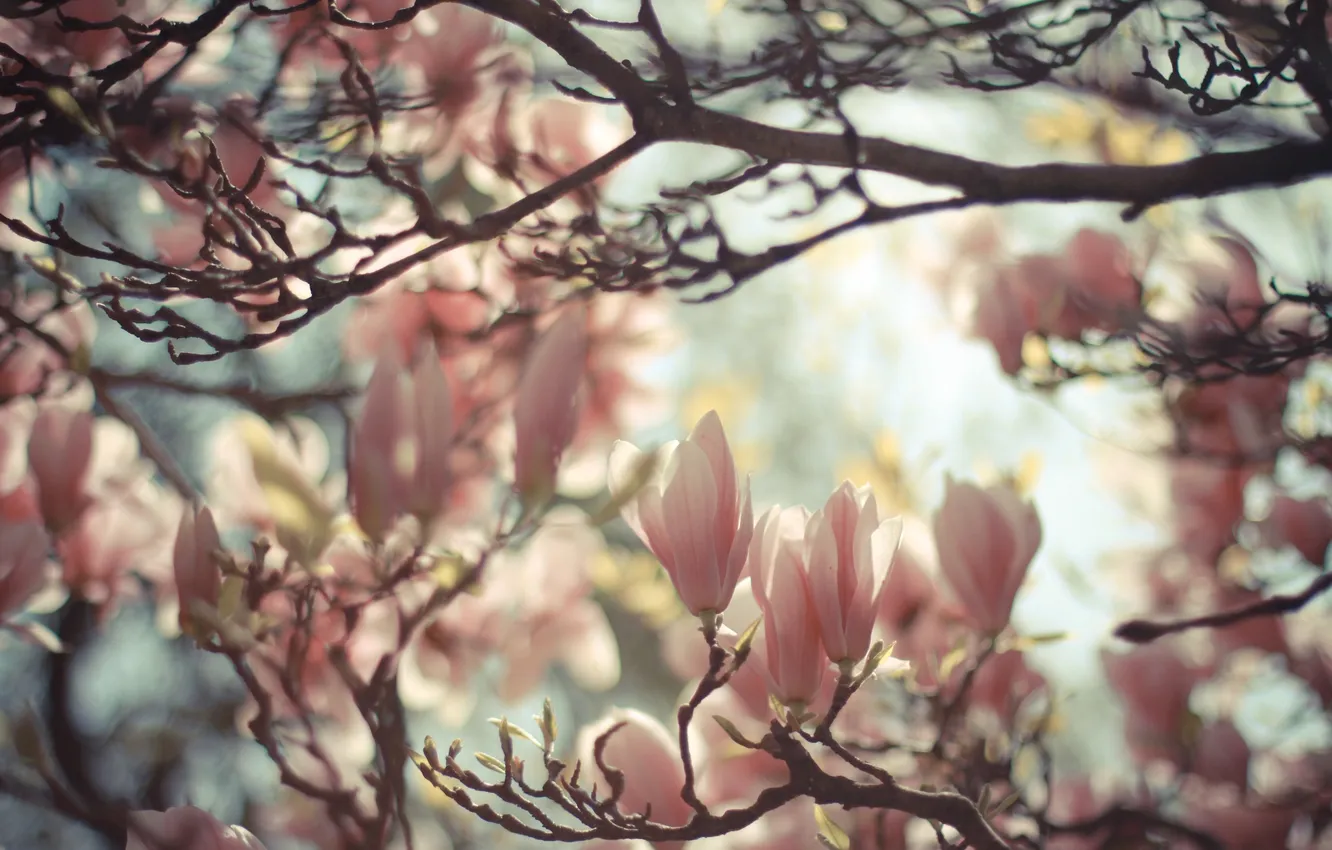 Photo wallpaper trees, spring, Magnolia