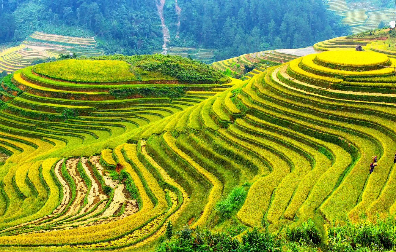 Photo wallpaper greens, field, landscape, nature, photo