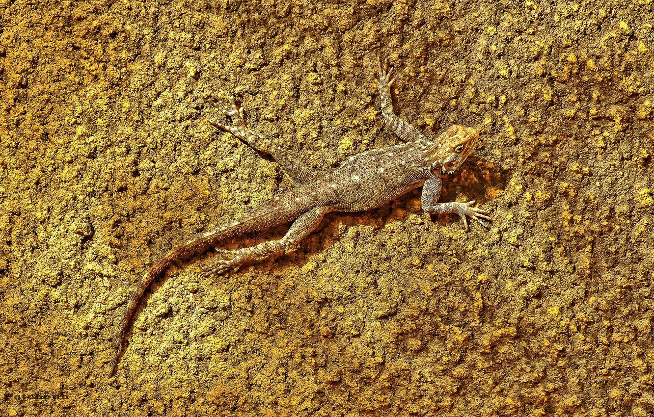 Photo wallpaper surface, texture, lizard, unnoticed, secretly