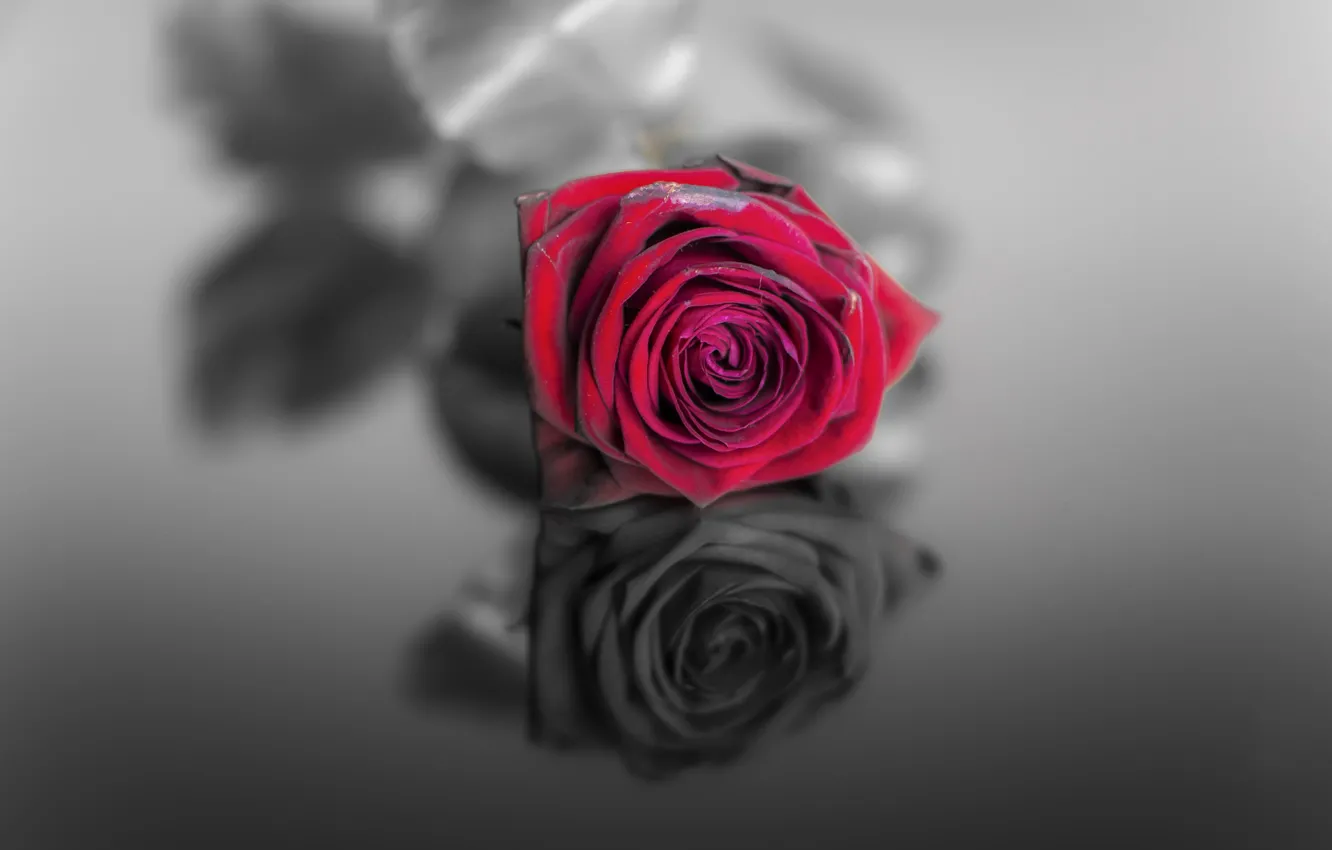 Photo wallpaper rose, Red, Black