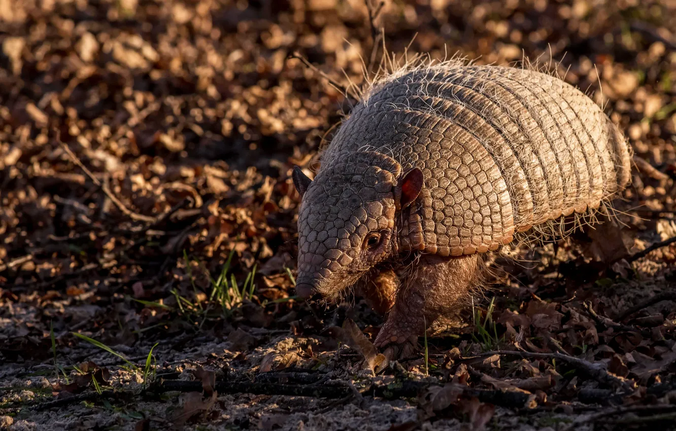 Photo wallpaper leaves, branches, nature, battleship