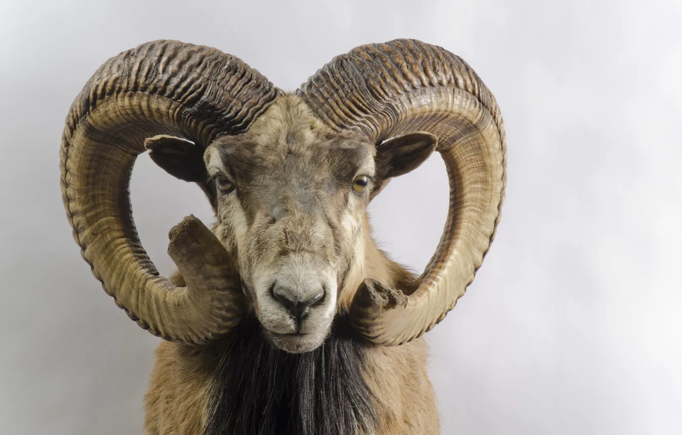 Photo wallpaper horns, head, Capra pyrenaica