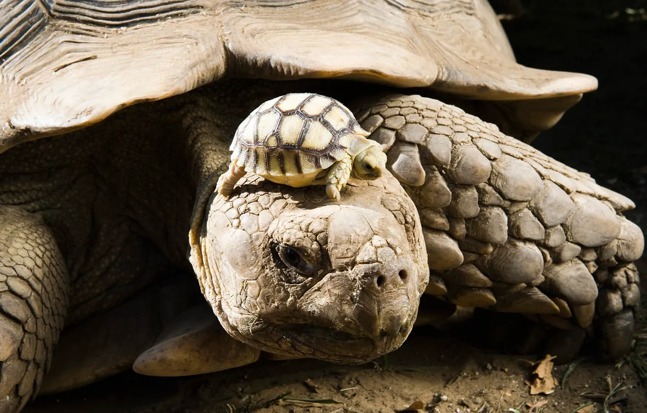 Photo wallpaper turtle, cub, shell