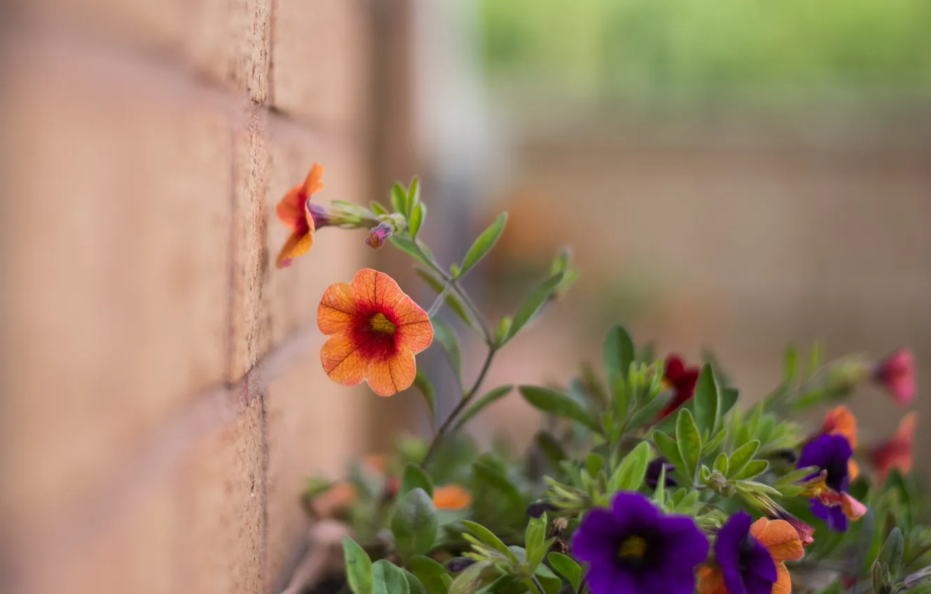 Photo wallpaper flowers, background, wall