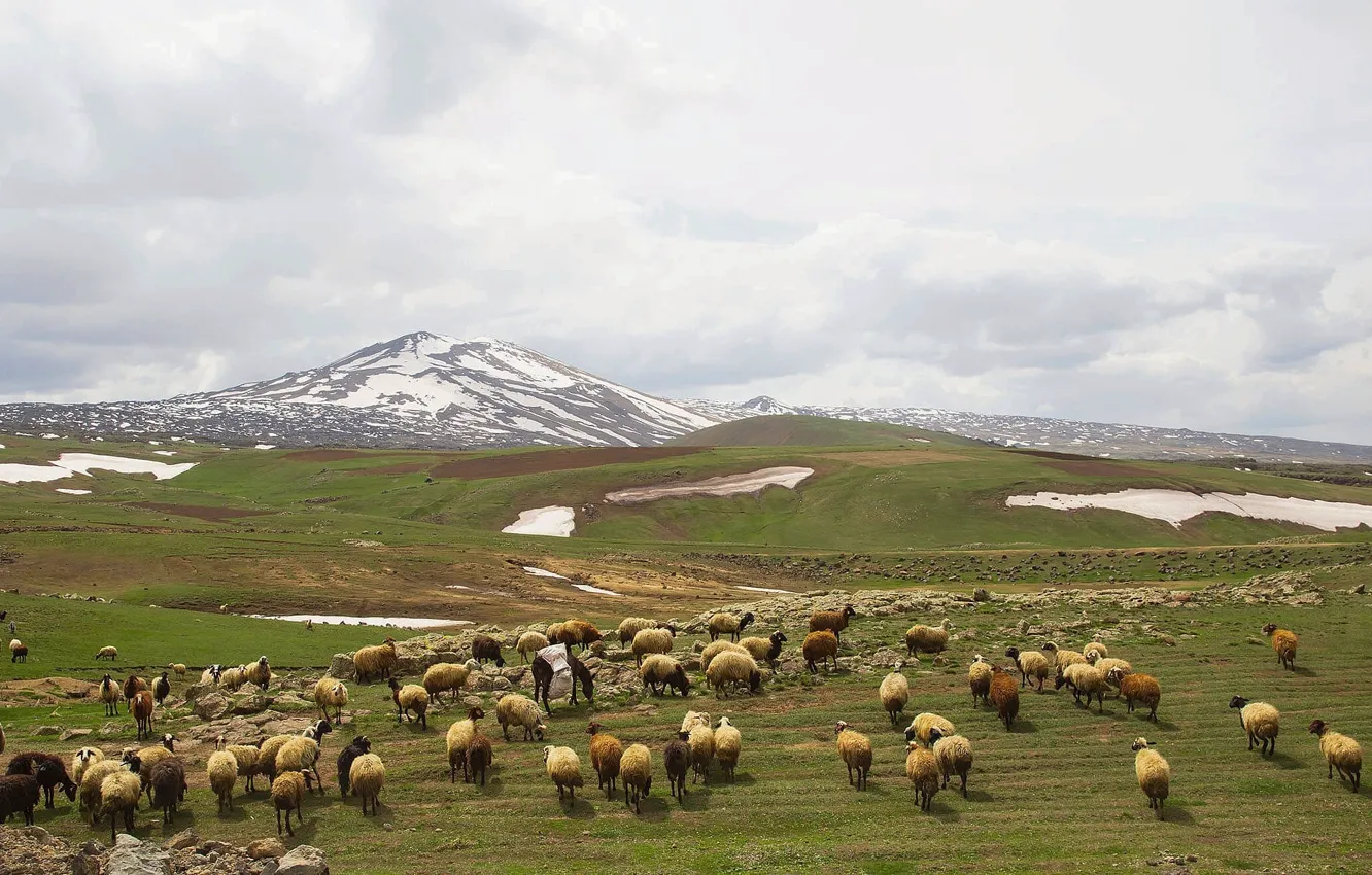 Photo wallpaper hills, grassland, Sheeps