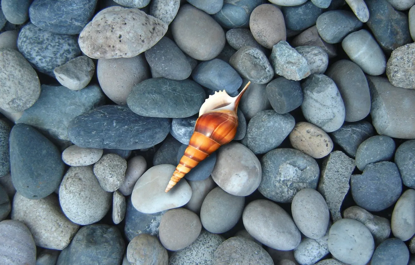 Photo wallpaper shell, Stones