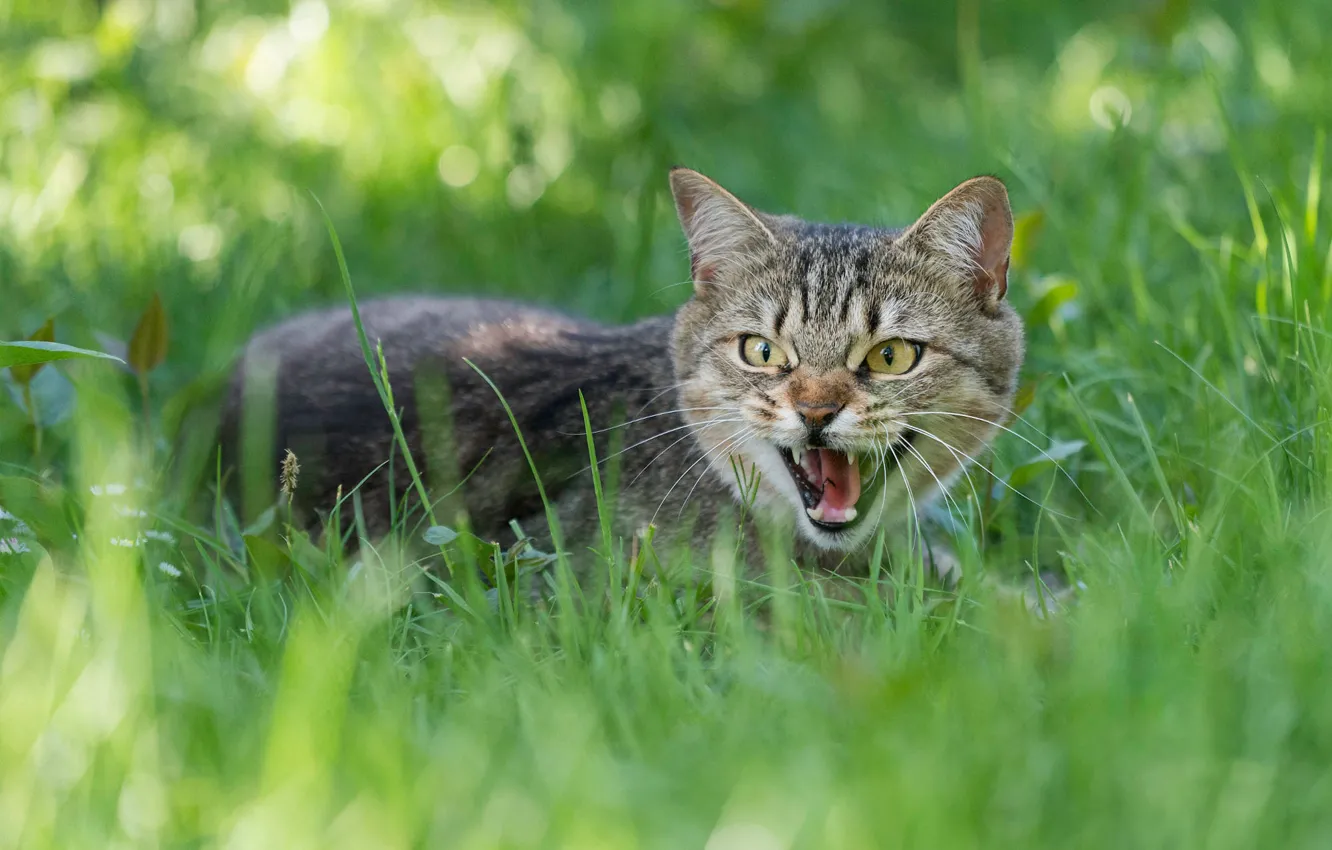 Photo wallpaper cat, grass, cat, look, face, nature, pose, green
