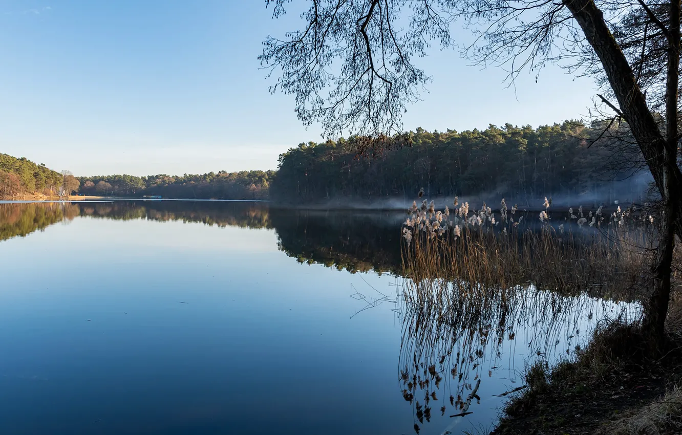 Photo wallpaper forest, the sky, the sun, trees, lake, reed, Poland, Szczecin