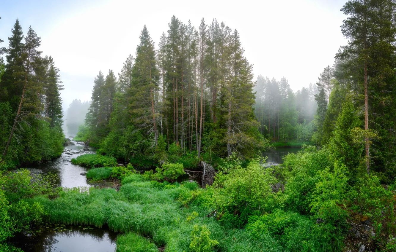 Photo wallpaper forest, nature, river