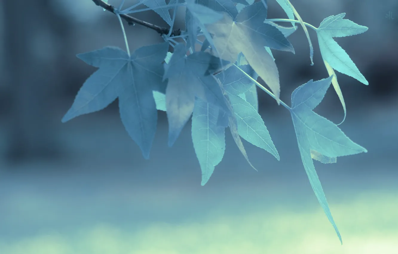 Photo wallpaper leaves, branches, blue, blue