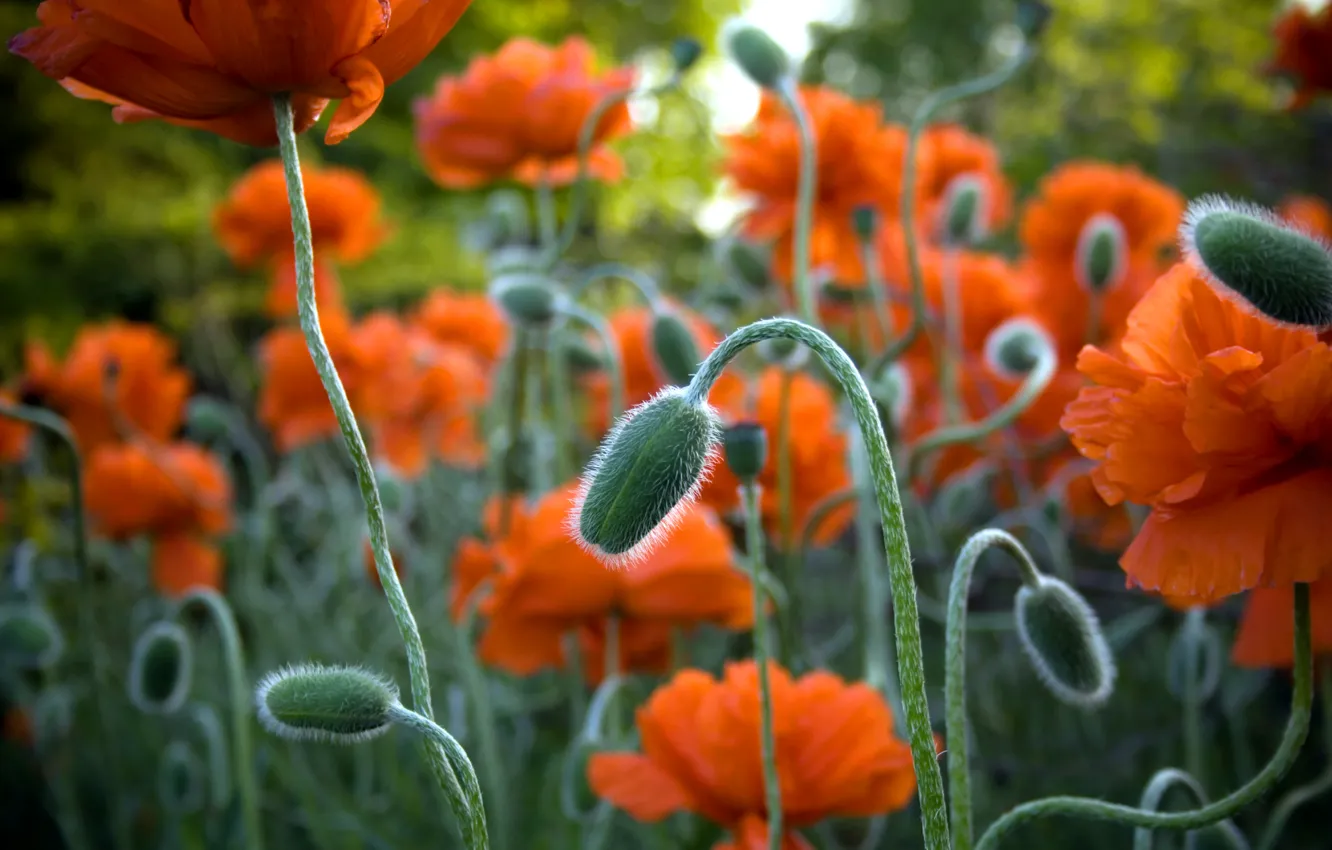 Photo wallpaper field, nature, Maki, garden, meadow