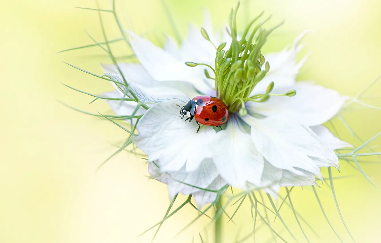 Photo wallpaper white, flower, summer, macro, red, background, ladybug, beetle