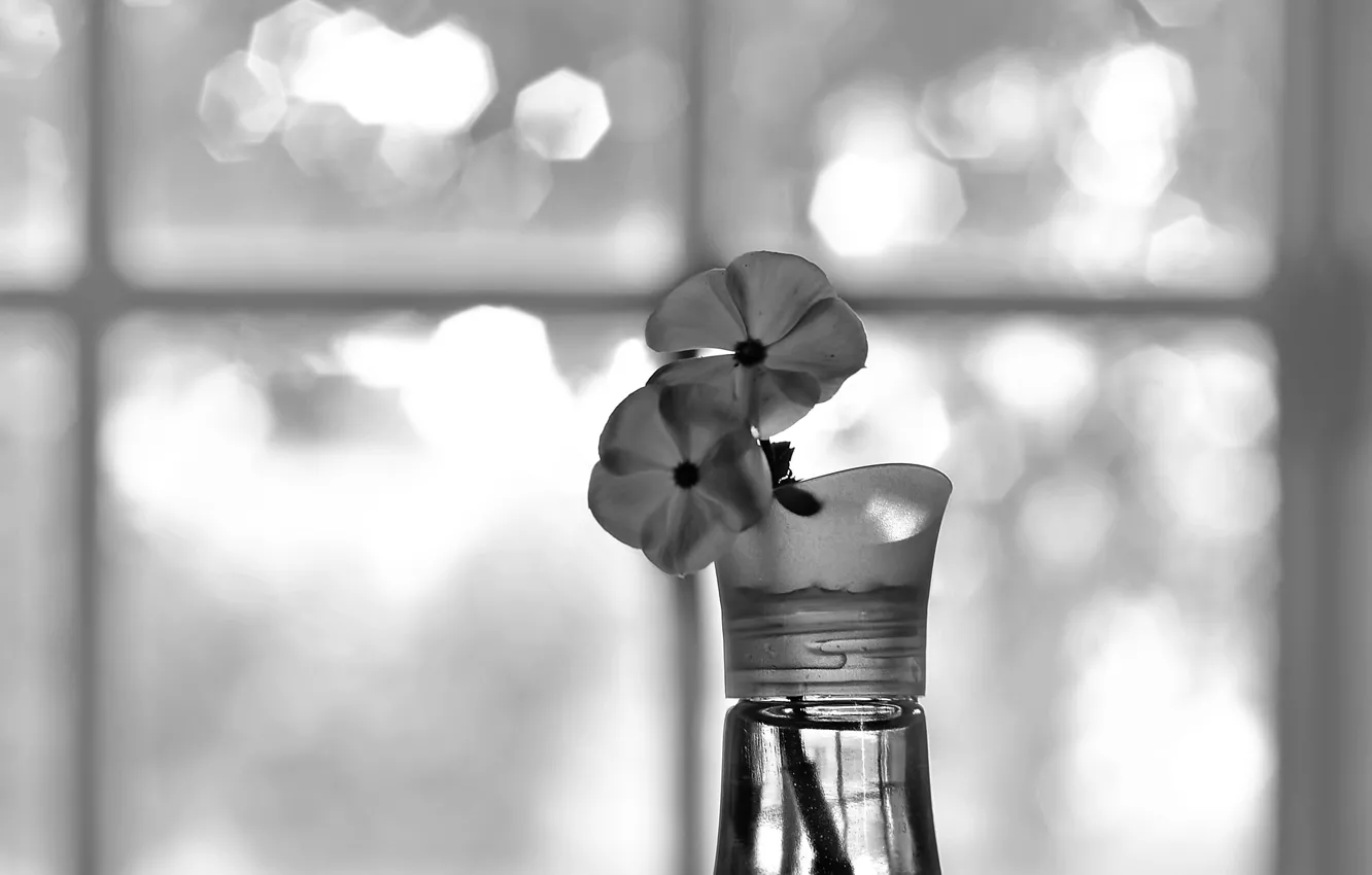 Photo wallpaper petals, two flowers, Monochrome Bokeh