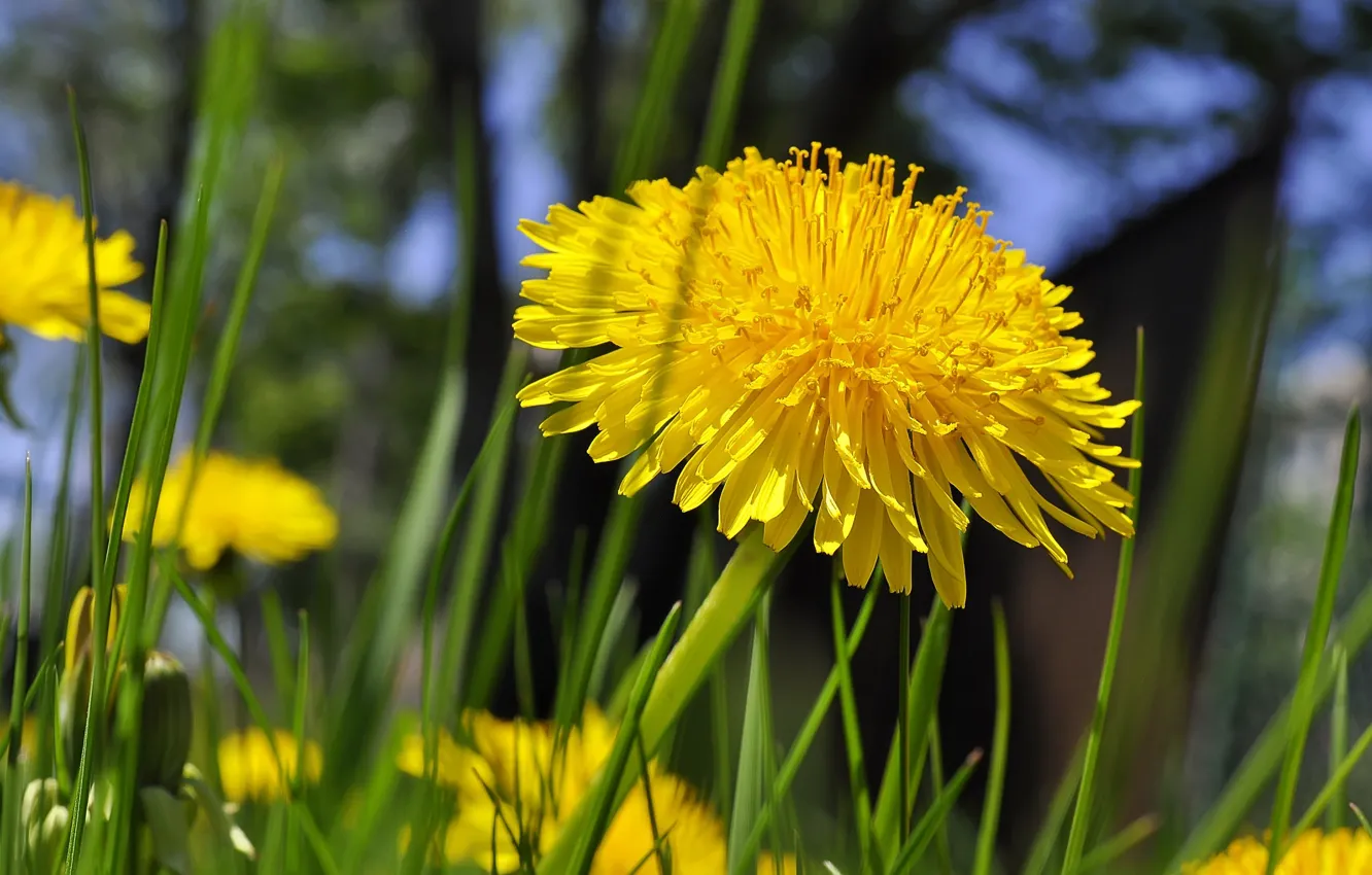 Photo wallpaper grass, yellow, dandelion