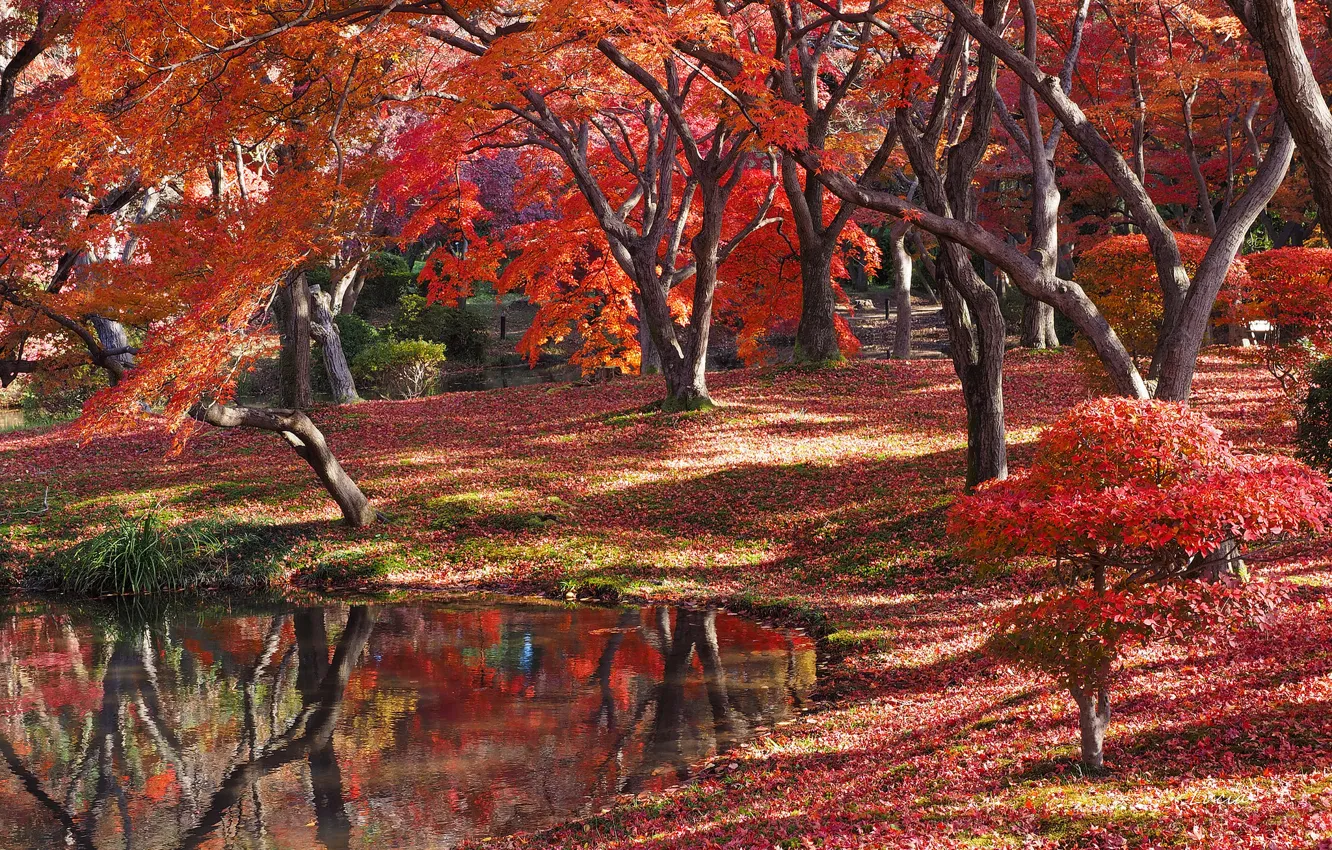 Photo wallpaper autumn, forest, rzero