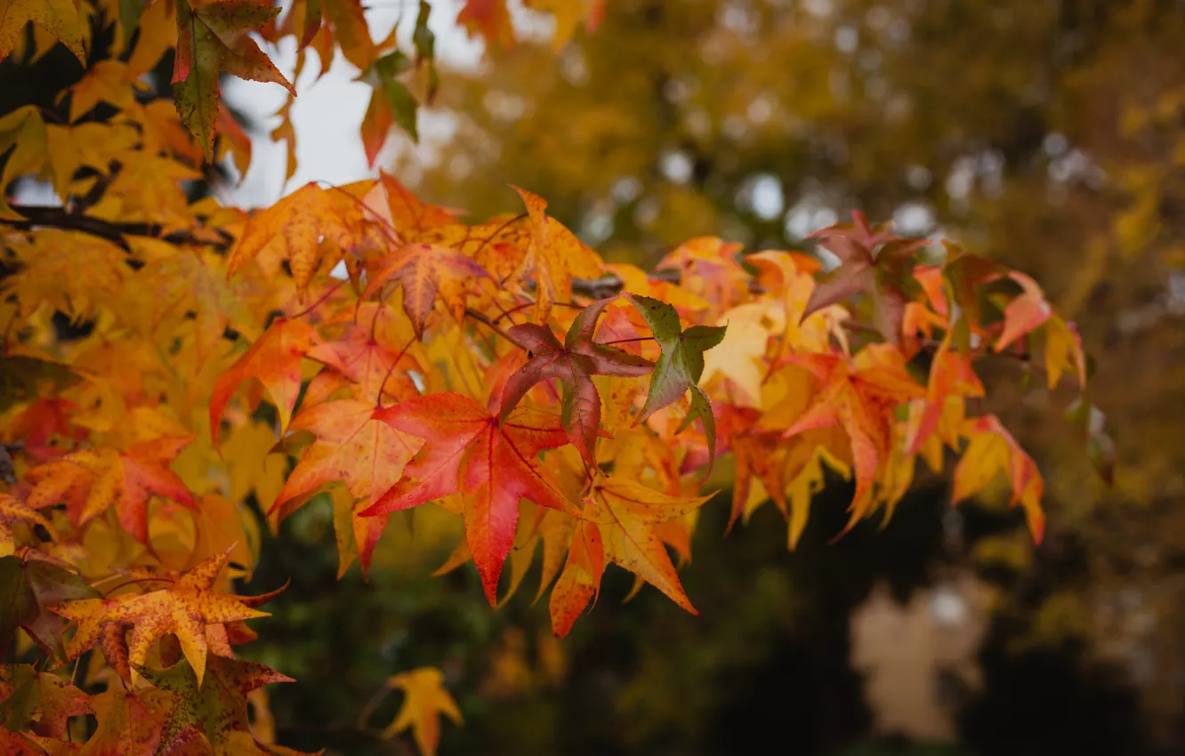 Photo wallpaper autumn, leaves, tree, colorful, maple, autumn, leaves, autumn
