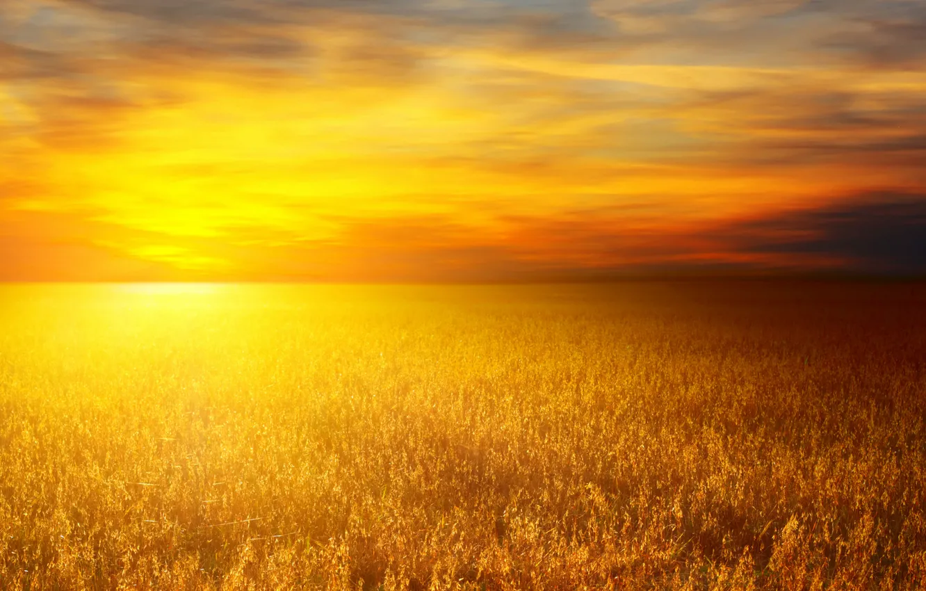 Photo wallpaper wheat, the sun, landscape, nature, wheat fields, wheat field