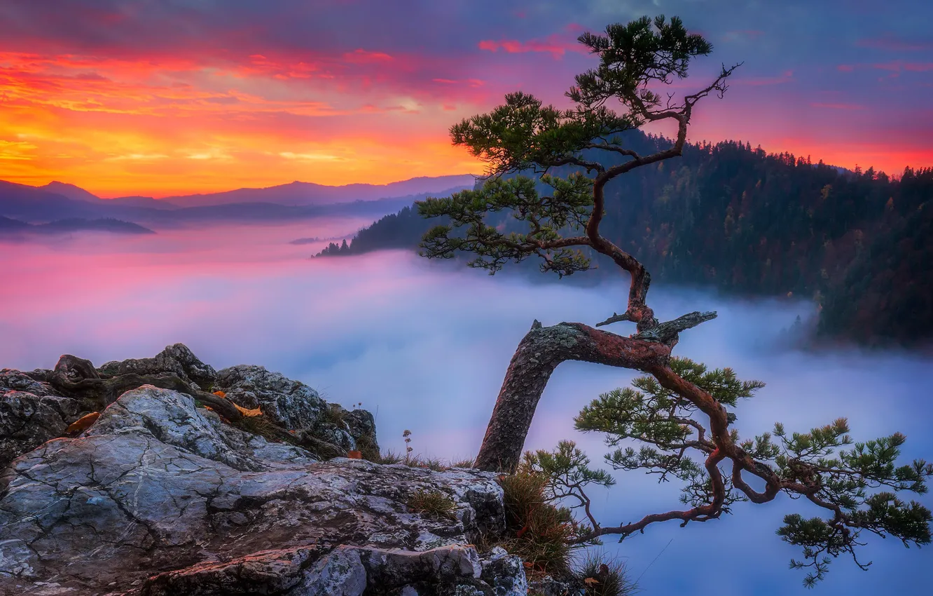 Photo wallpaper forest, trees, landscape, mountains, nature, fog, morning, pine