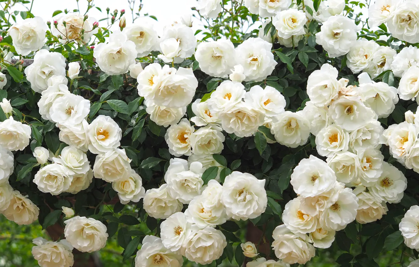 Photo wallpaper roses, white roses, rose Bush