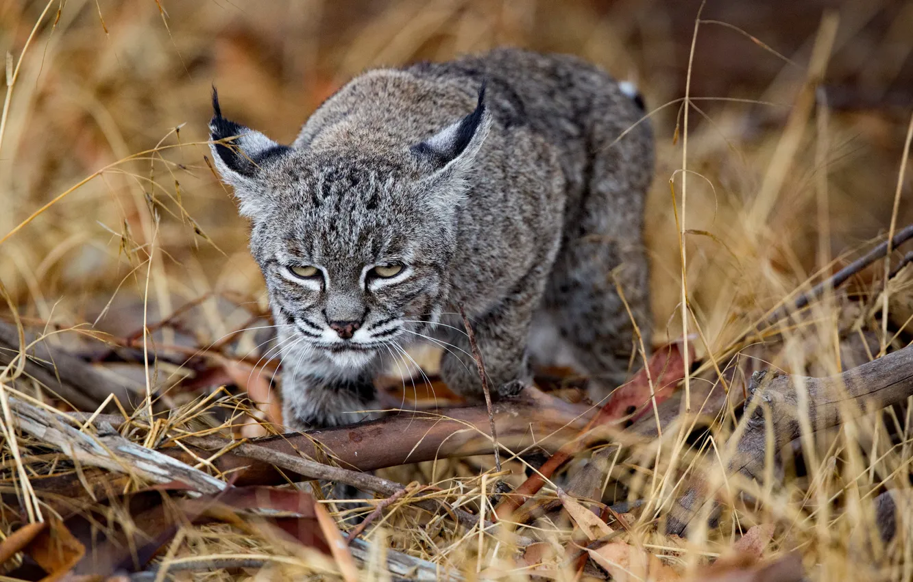 Photo wallpaper grass, look, predator, lynx, wild cat