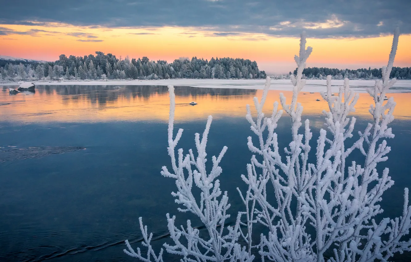 Photo wallpaper frost, autumn, branches, lake, Sweden, Sweden, frost, Lapland