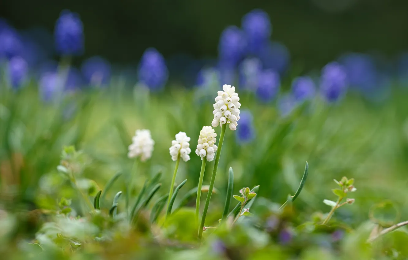 Photo wallpaper flowers, glade, spring, white, Muscari