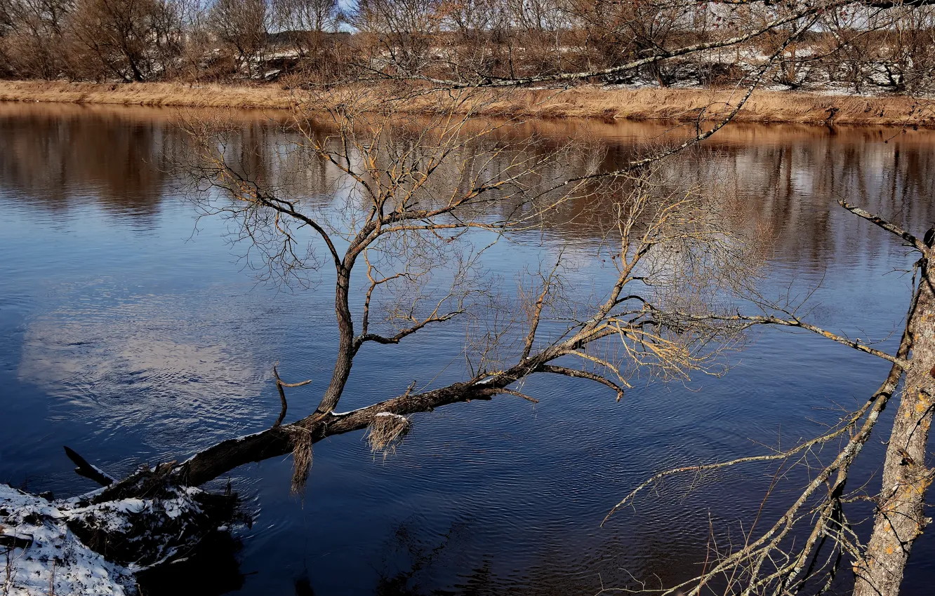Photo wallpaper water, spring, tree over the water