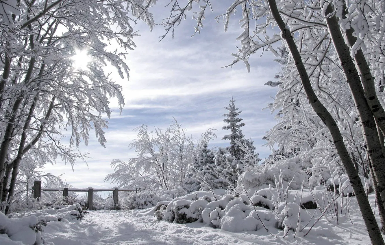 Photo wallpaper for Lita, winter landscape, romance winter, snow covered trees