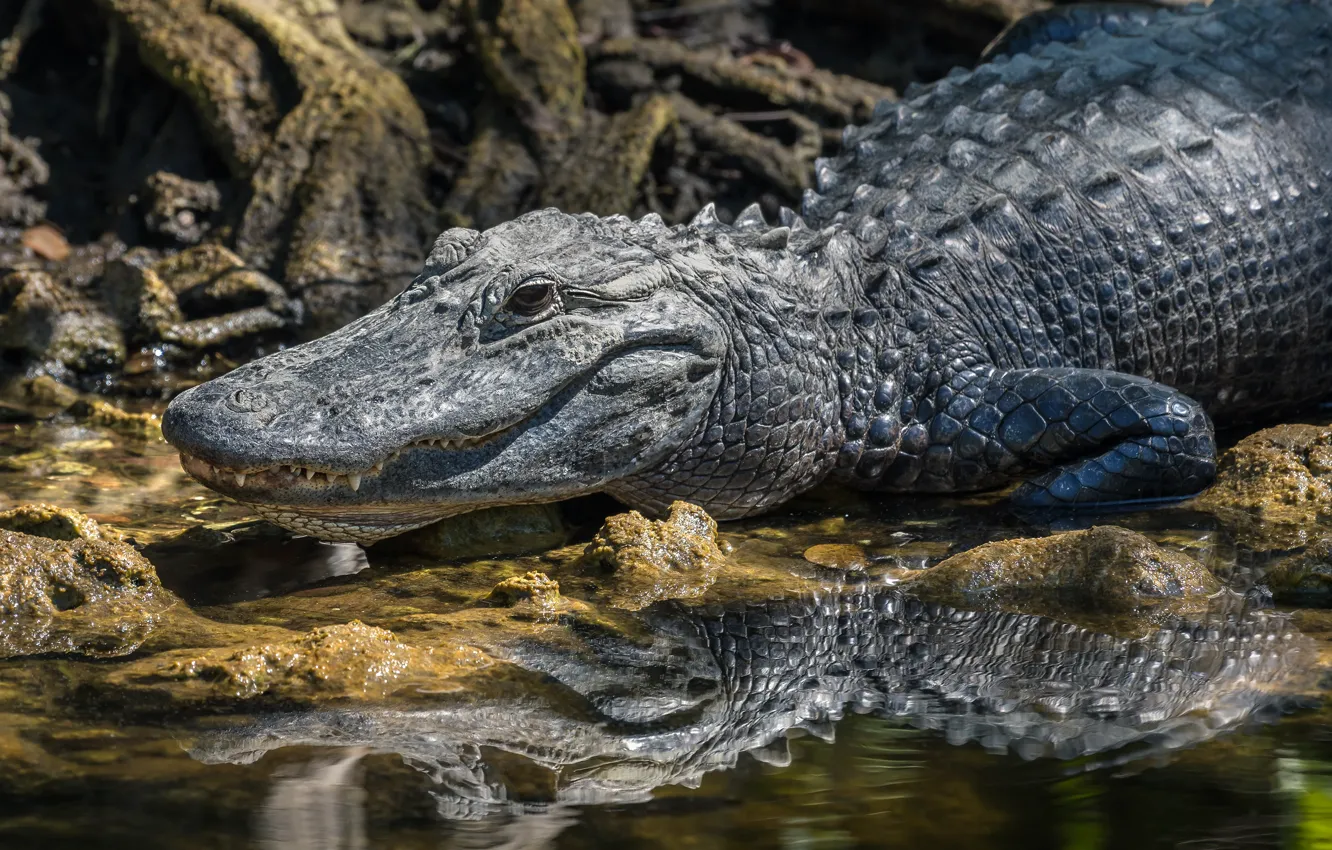 Photo wallpaper nature, crocodile, Aligator