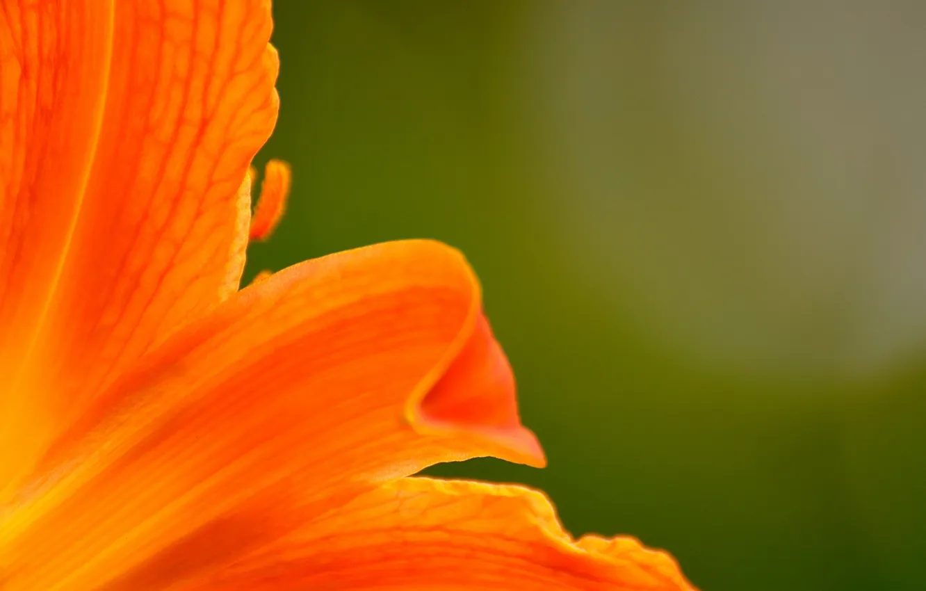 Photo wallpaper flowers, Wallpaper, petals