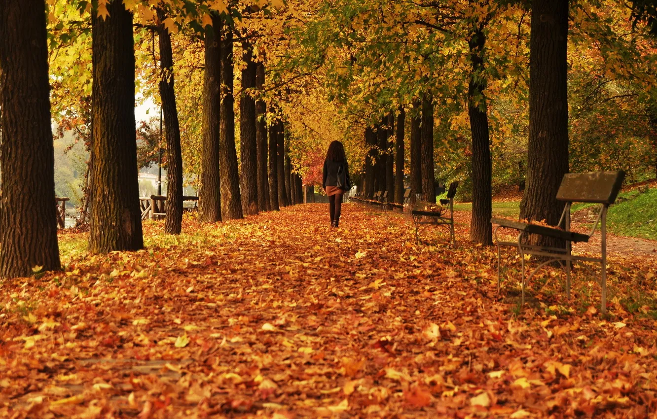 Photo wallpaper autumn, leaves, the city, street