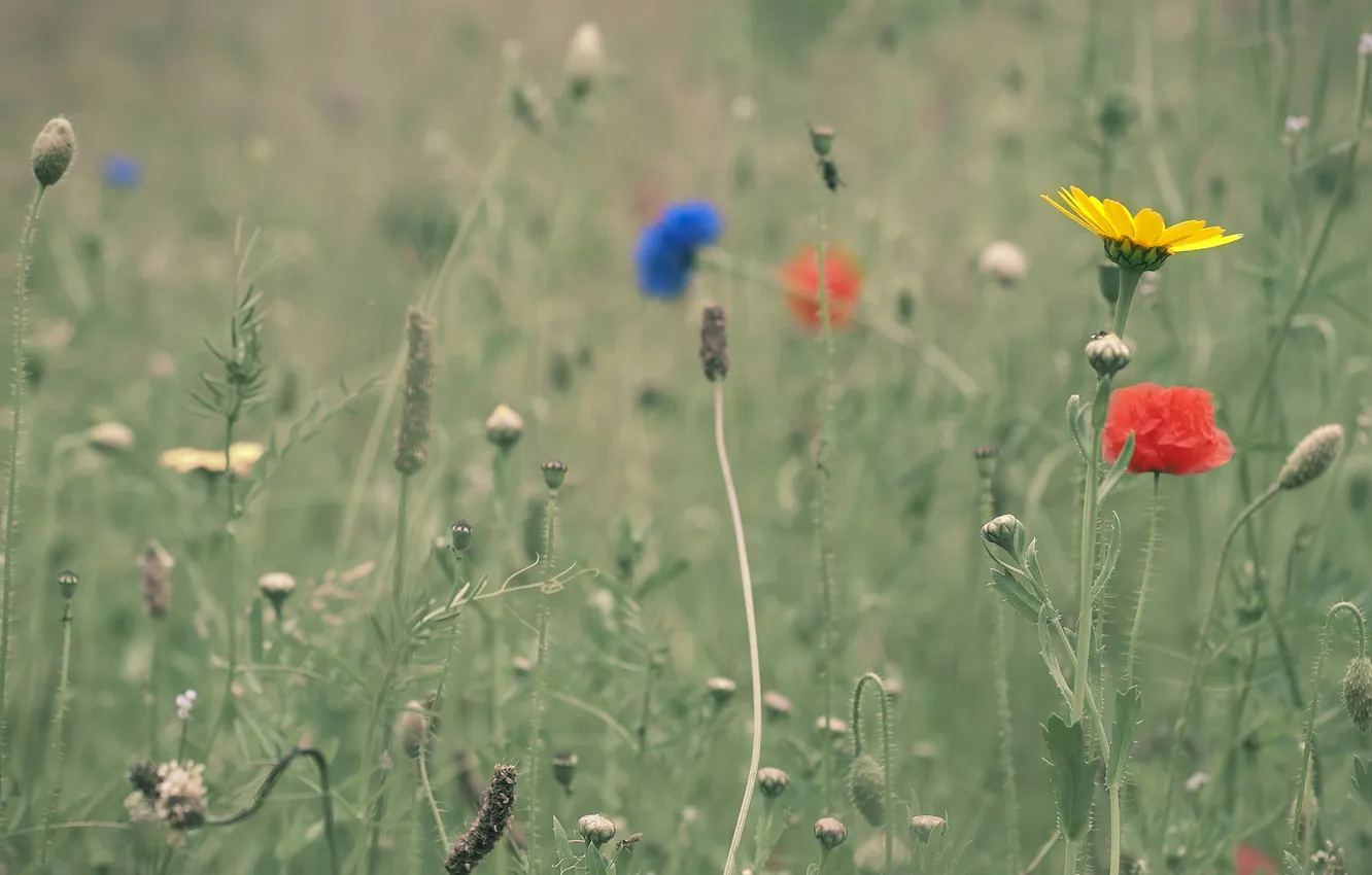 Photo wallpaper field, grass, flowers, meadow