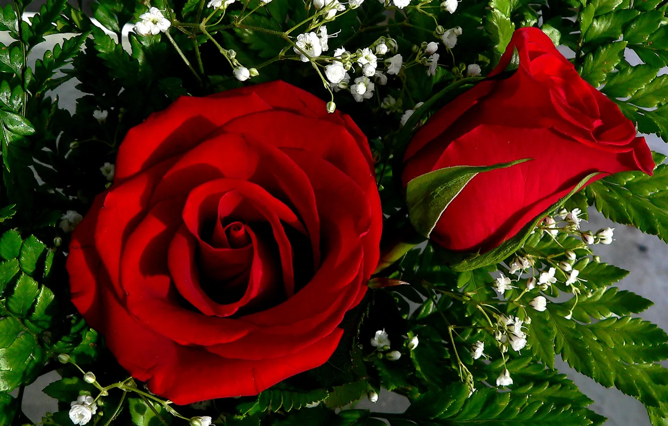 Photo wallpaper rose, bouquet, petals, Bud