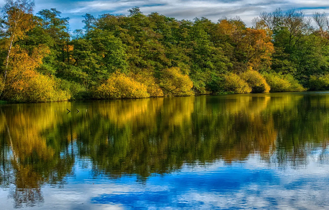 Photo wallpaper autumn, forest, trees, river, Germany, Saxony, Ahausen
