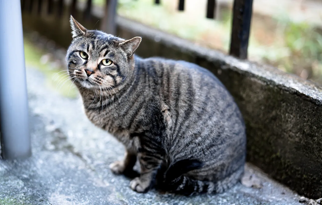 Photo wallpaper cat, look, striped, Kote