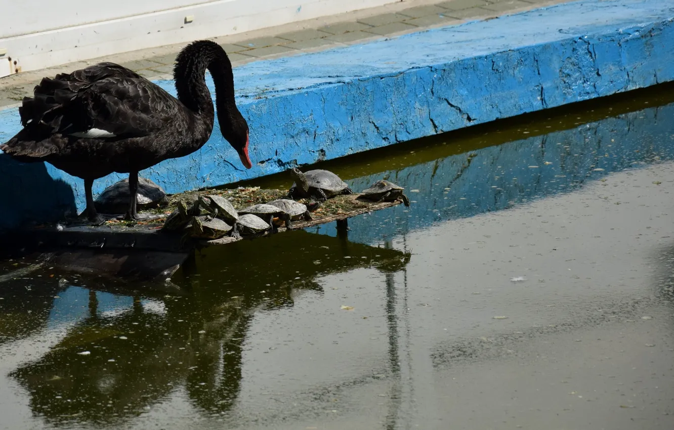 Photo wallpaper lake, swans, bug