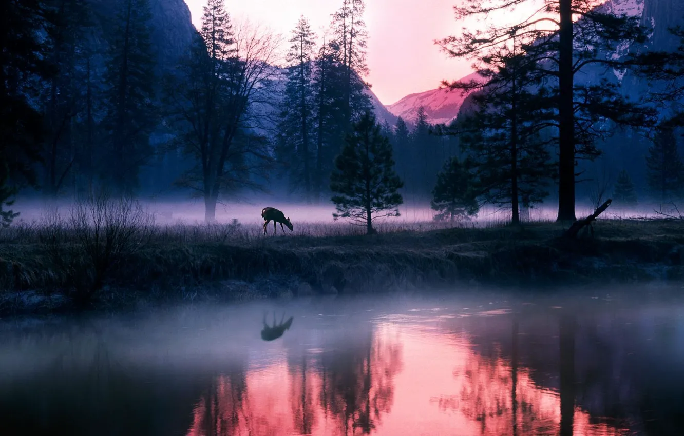 Photo wallpaper forest, lake, deer, mountain mist