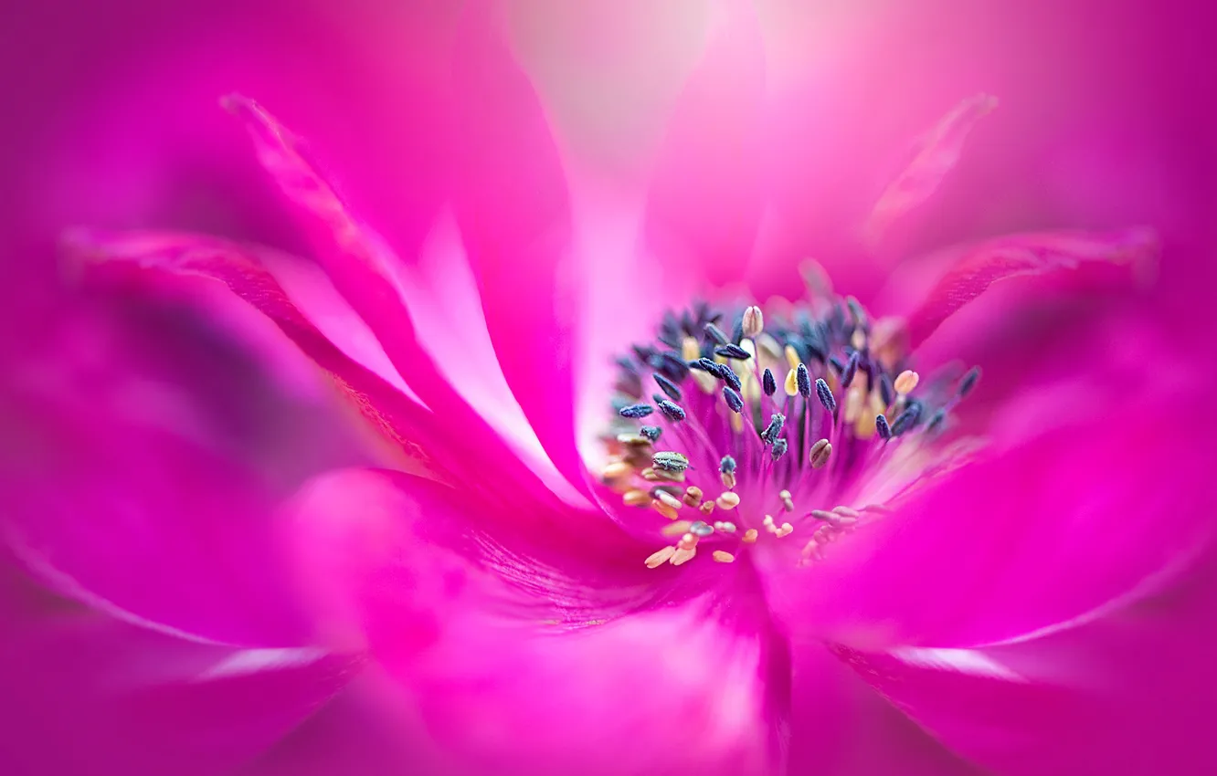 Photo wallpaper macro, flowers, bright, blur, petals, stamens, pink, anemones