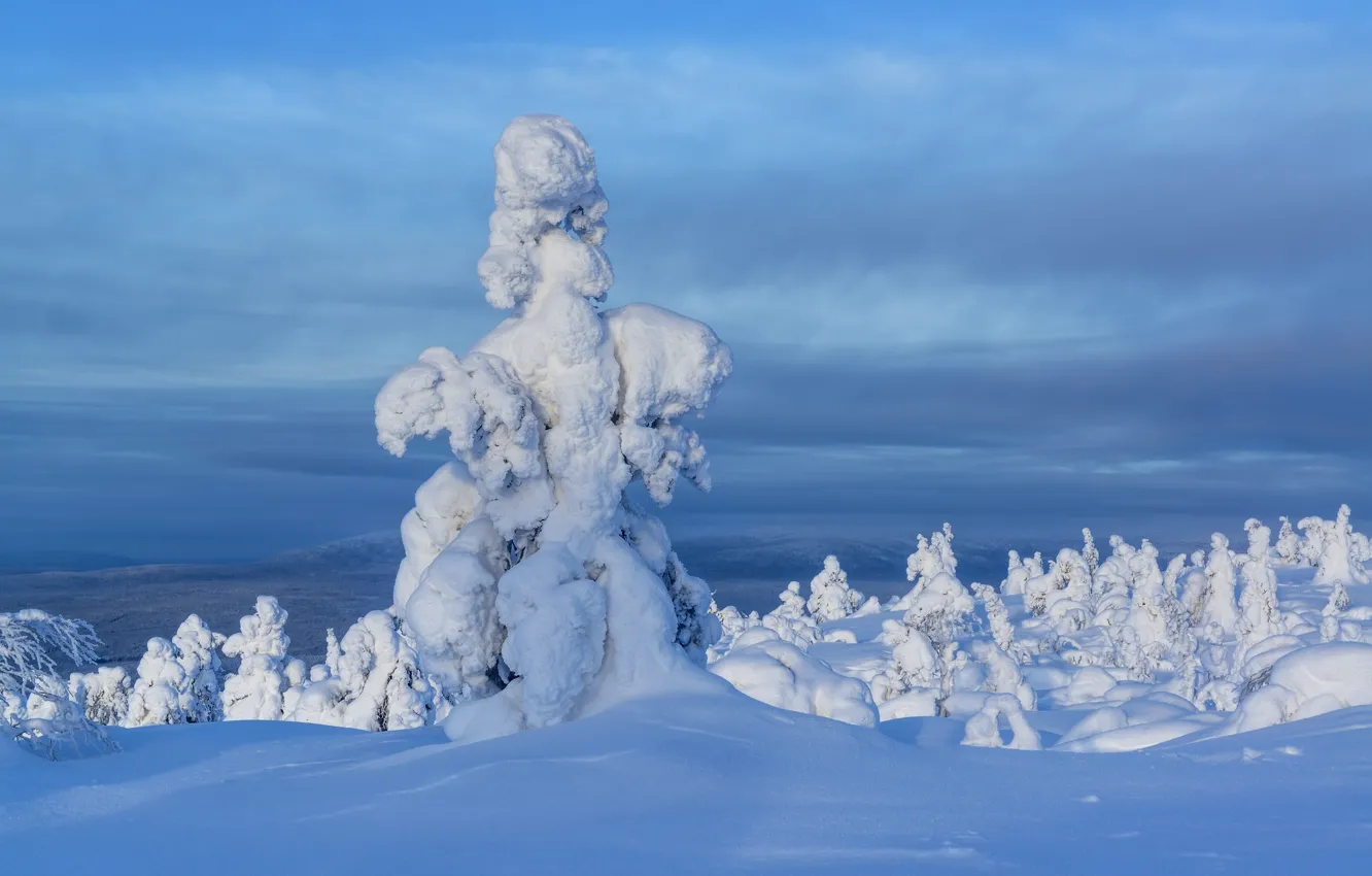 Photo wallpaper winter, snow, trees, landscape, nature, blue, ate, Maxim Evdokimov