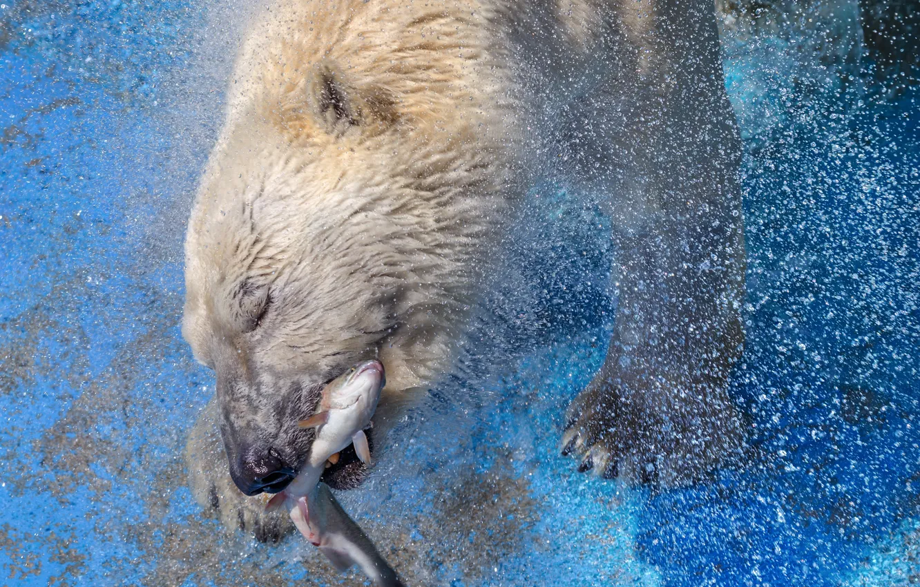 Photo wallpaper water, animal, fish, predator, bear, polar bear, mining, catch