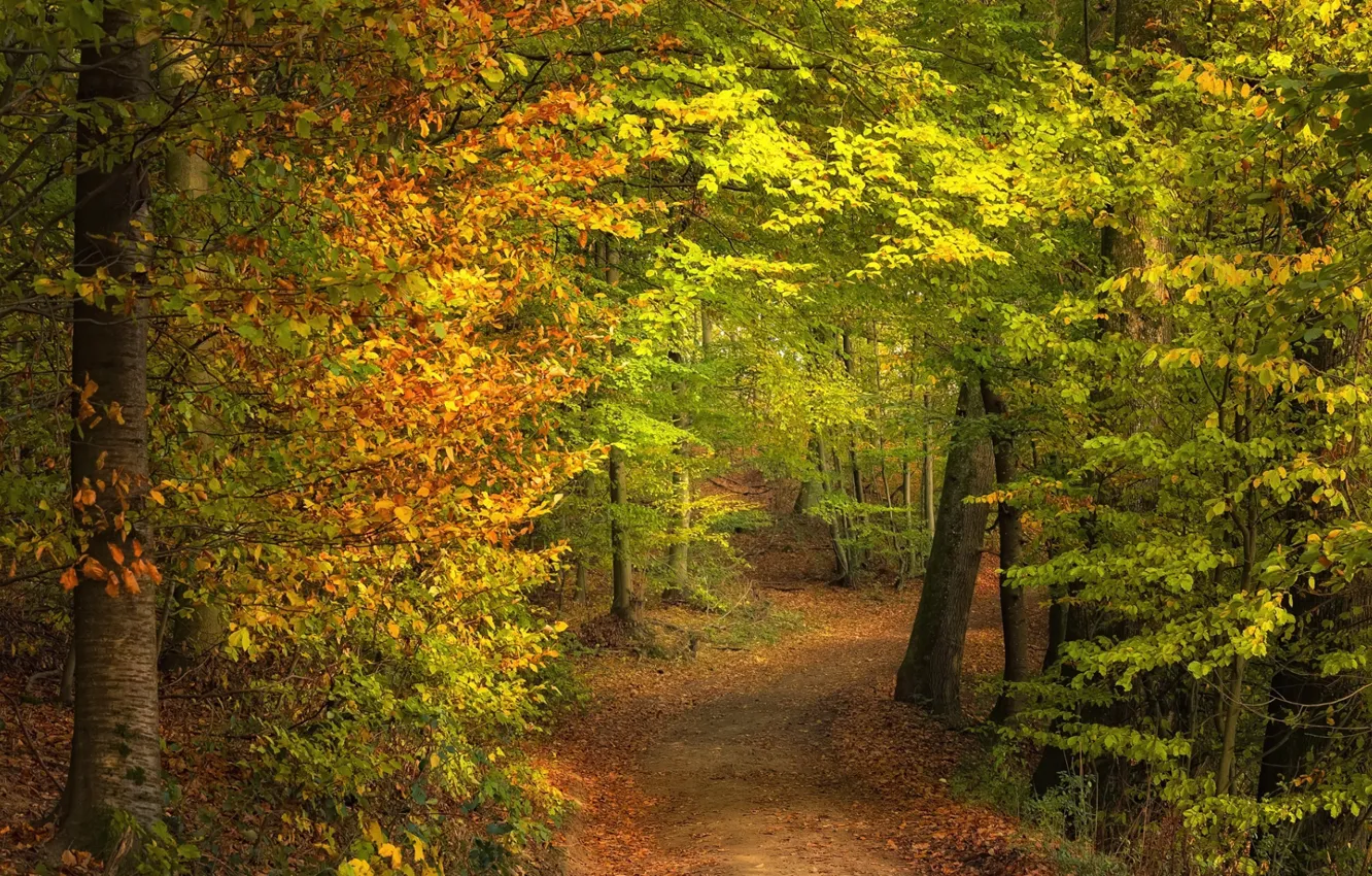 Photo wallpaper autumn, forest, trees