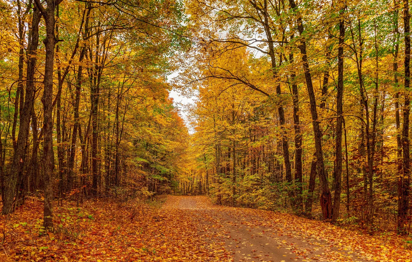Photo wallpaper road, autumn, forest, trees, Golden autumn