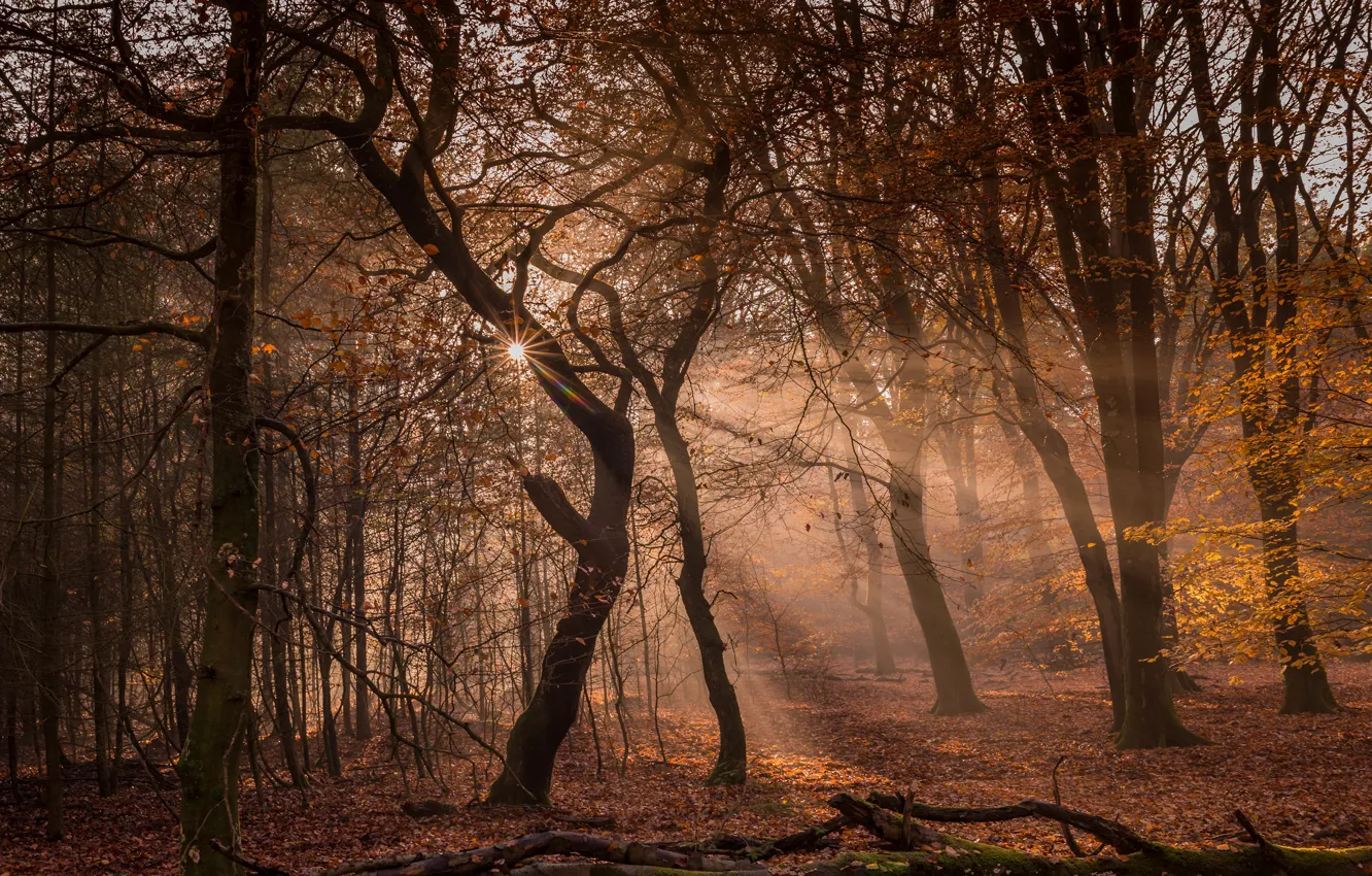 Photo wallpaper autumn, forest, the sun, rays, light, trees, branches, nature