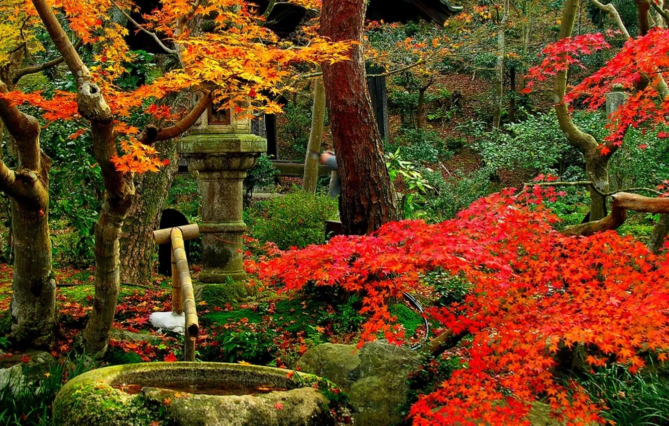 Photo wallpaper water, trees, red, Park, foliage, Autumn, well, yellow.